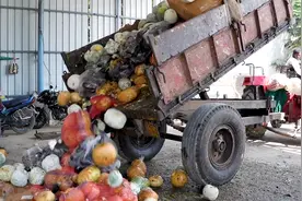 印度人沼气发电，为何选用蔬菜作原料？那么多牛粪不能用吗？图片