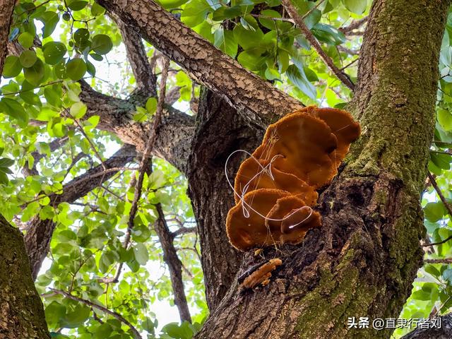 朋友携家人开车四小时去山西悬空寺却败兴而归，于是带他们来这儿