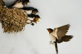 农村俗语：“两鸟进门，不富也喜”，是哪种鸟，为什么没喜鹊？图片