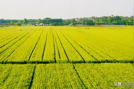 “生不增、死不减”：家庭承包经营为啥方向正确？图片