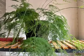 盘点10款适合居家种植的竹子，清新优雅寓意好，皮实好养值得拥有图片