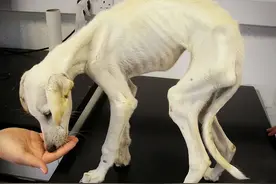 狗狗“瘦弱”应该吃什么，这6样食物能增肥！图片