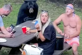 美国马里兰州游客在树林附近野餐 一只黑熊加入享用桌上食物图片