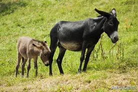 农民返乡投资养驴，一年能回本？听听老农怎么说图片