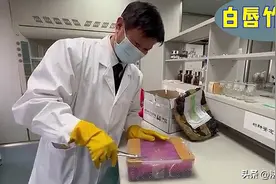 山东海关查获剧毒毒蛇！咬人后，1小时内导致消化道大出血图片