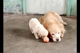 小金毛咬不动大苹果，金毛奶奶帮忙咬碎再喂给它吃，隔辈亲啊！图片