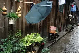 五毒月来临，善用此草可抵万千药方，降压排毒又补肾！医生都在偷偷用图片