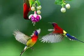 百鸟闹春动图。又是一年春来到祝福早安快乐开心每一天图片