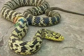 我国最常见的几种蛇，你认识几种？图片