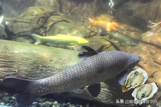 什么物质能在冬季钓鱼时让鱼开口？冬季给鱼促进开口的几种物质