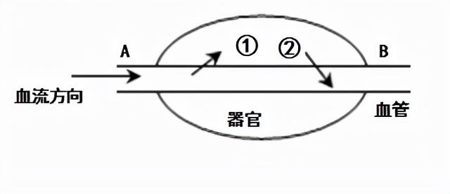 河南名校！省实验中学2021-2022学年高三上学期期中生物试题答案