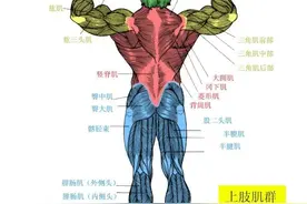 健康训练之------人体主要肌肉图解图片