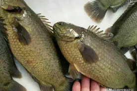 能爬树会走路的过山鲫鱼，为何连广东吃货都直言：无福消受？图片