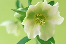 对待女婿的十点忠告图片