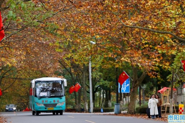 太漂亮啦！贵安新区有三条梧桐大道