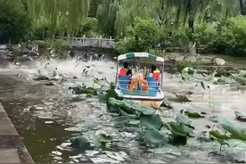 密密麻麻都是鱼！山东大明湖鱼群跃出水面，网友：是地震前兆吗？图片