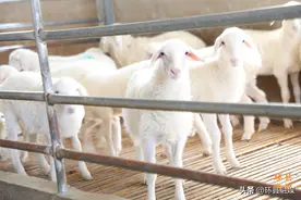 【央媒看环县】甘肃环县：“五级车间”助推肉羊产业高质量发展图片