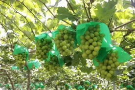 阳光玫瑰到底能不能吃，安全不安全图片