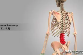 怎么锻炼腰部力量？强大的腰有什么好处，四个黄金动作，任你选择图片