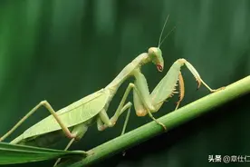 螳螂的前足除了用来捕猎，居然还能用来搞农业？图片