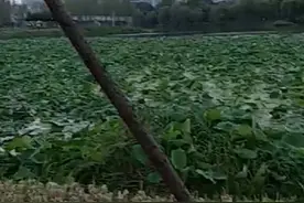 《天净沙》自我原创图片