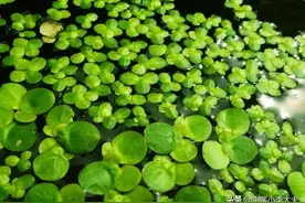 神奇的草药（三）——浮萍图片