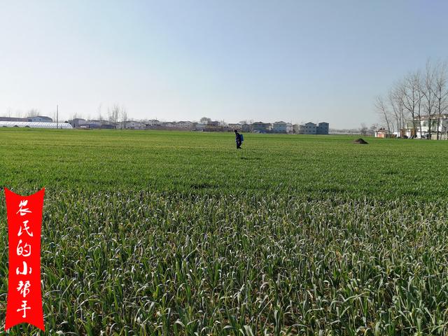 小麦一喷三防第一遍药什么时间打？过早过晚都不行，2点很关键