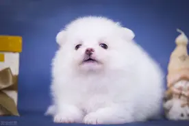 农村俗语“狗头落地，三年不利”，狗头是什么？到底为啥这样说？图片