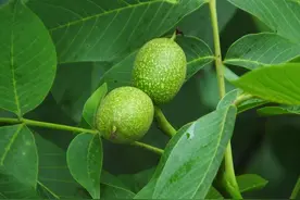 核桃树不结果砍几刀就能结果吗，什么原理?什么时间砍树最好？图片