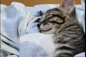 猫咪的各种妖娆睡姿，你家属于哪一种？图片