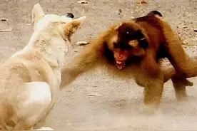 印度猴群虐杀狗群，上演猴狗大战，动物也有复仇意识和复杂情感？图片