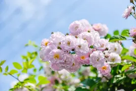 一天一首古诗词 | 宋词，黄庭坚《清平乐·春归何处》图片