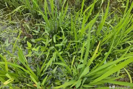 水稻田常见杂草鸭舌草、水花生、三棱草等阔叶莎草如何防除？图片