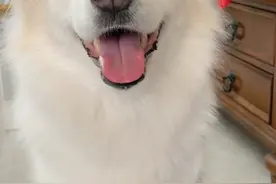 全网最聪明的边牧贝拉，能与主人无障碍沟通，网友：狗子成精了图片