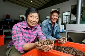福州福清一都油茶迎来收获季 记者走进农民专业合作社探寻增收秘籍图片