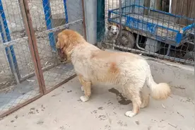 主人不知所踪，金毛犬被锁房中一个月，获救后的吃相看着心疼图片