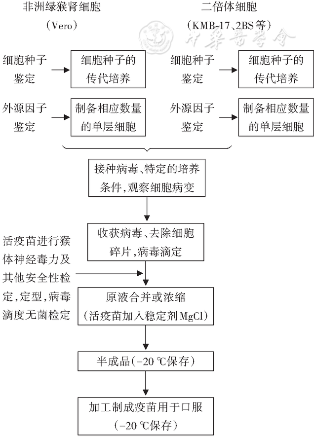 人用疫苗的分类及生产工艺