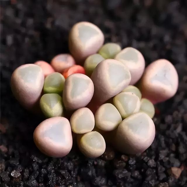 270种常见多肉图谱，一分钟认全！