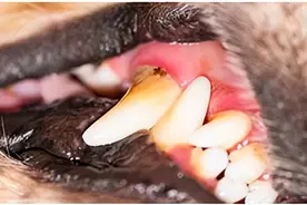 犬牙龈炎：科学预防和治疗指南图片