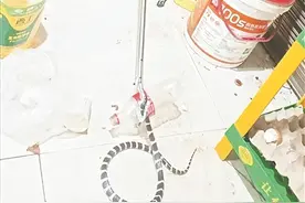 夏天来临，当心蛇出没！剧毒银环蛇 夜闯民宅图片