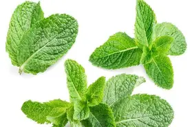 薄荷竟也是中药材，用它泡水喝，身体或能获得这3大好处！图片