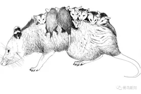 动画片中的博物学——鼩鼱图片