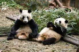 这10年，我们一起追过的熊猫周边图片