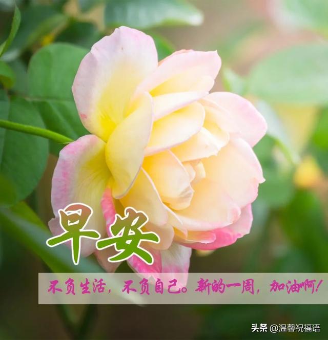 12月3日最美早上好问候片,新的一天早安心语正能量