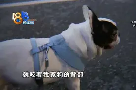 “法斗”先被狗咬 手术又出意外图片