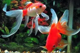 如何让你鱼缸里的水长期保持清澈图片