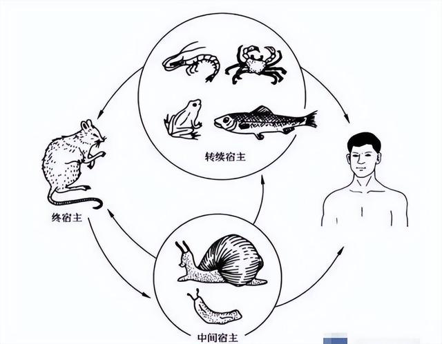非洲大蜗牛美味又营养，为何不建议食用也不要去敷脸