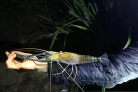 昌化江出现许多“大虾”，钓鱼人：一夜钓了十来条，大的半米多长图片