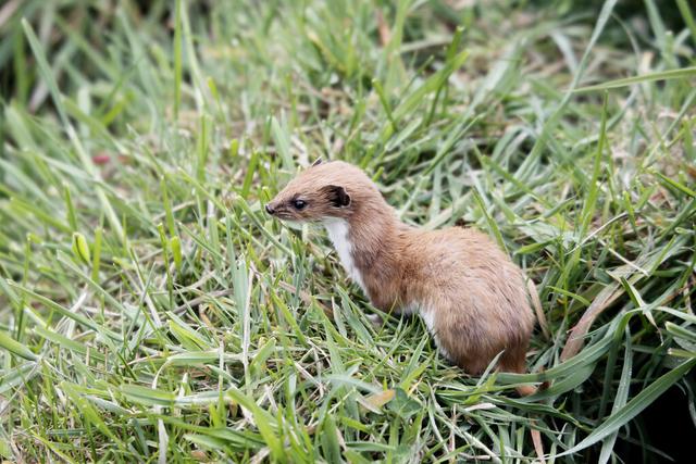 于是老人把黄鼠狼幼崽带回家,每天都给它熬一点米粥喂它,在老人的悉心