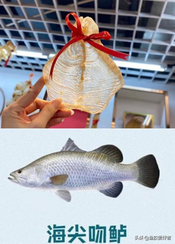 草鱼泡可以做鱼胶吗 草鱼鱼泡能吃吗
